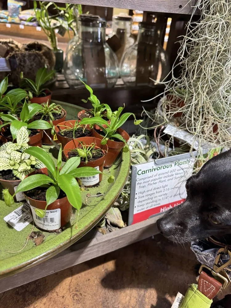 Top-rated residential landscaping for beautiful yards in Costa Mesa, CA by Armstrong Garden Centers