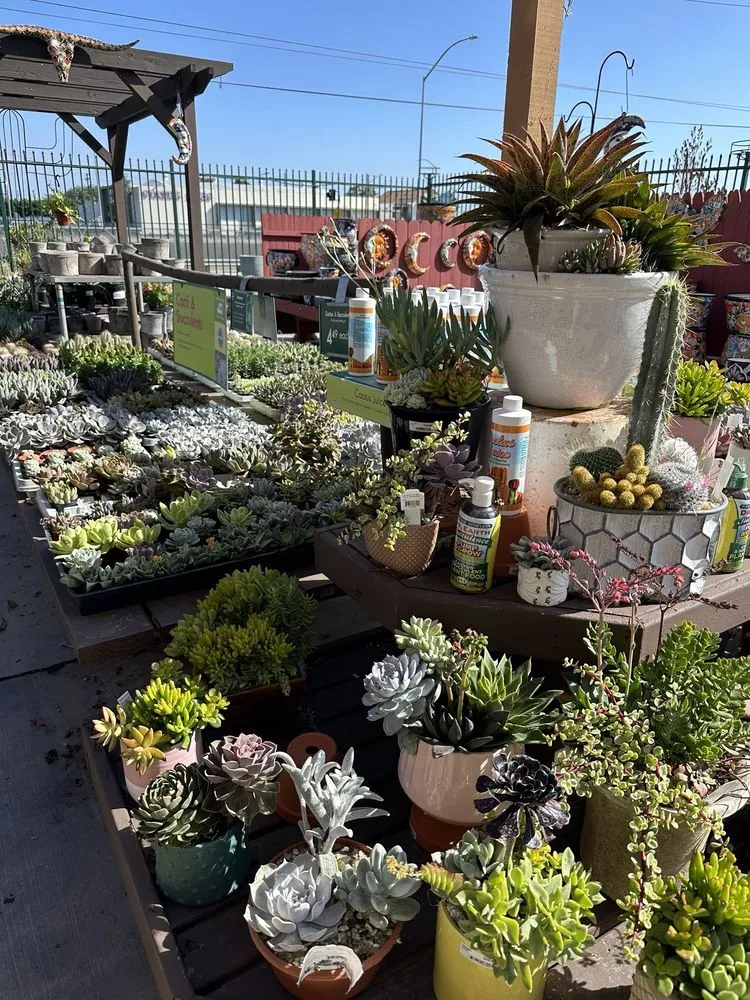 Professional outdoor landscaping in Costa Mesa, CA by Armstrong Garden Centers