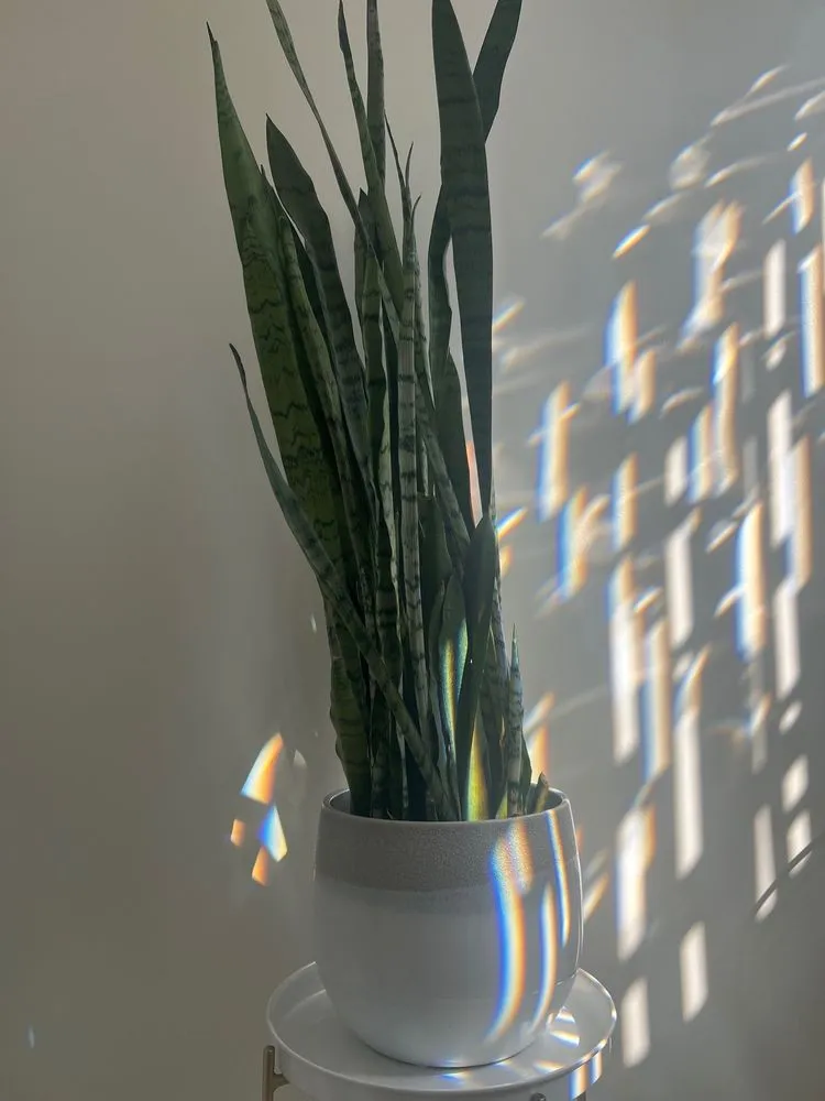 Local outdoor landscaping for homes across Costa Mesa, CA - Armstrong Garden Centers