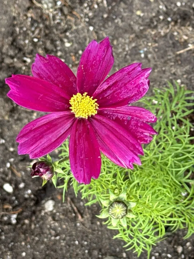 Reliable landscape design in Del Mar, CA by Armstrong Garden Centers