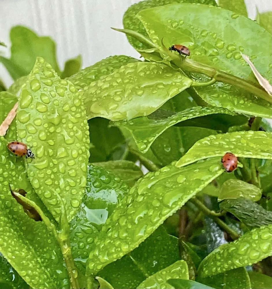 Custom landscape installation in Del Mar, CA by Armstrong Garden Centers