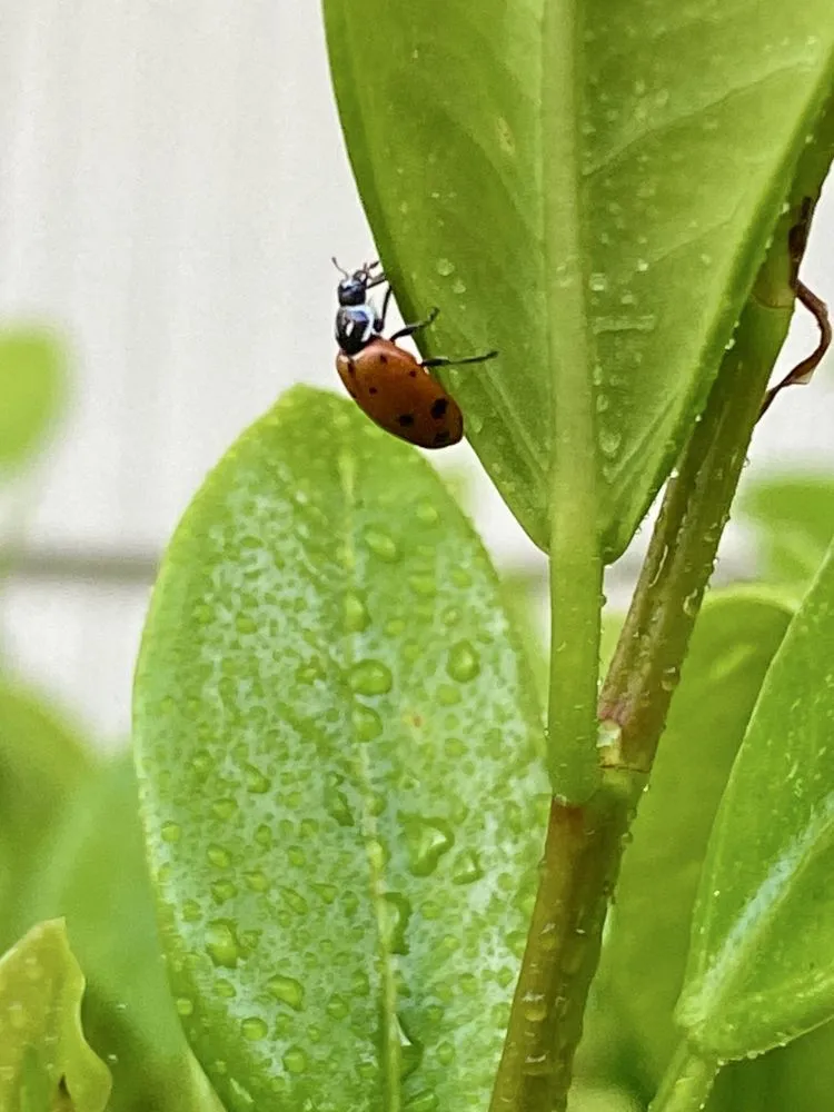 Expert landscape design for residential properties in Del Mar, CA by Armstrong Garden Centers