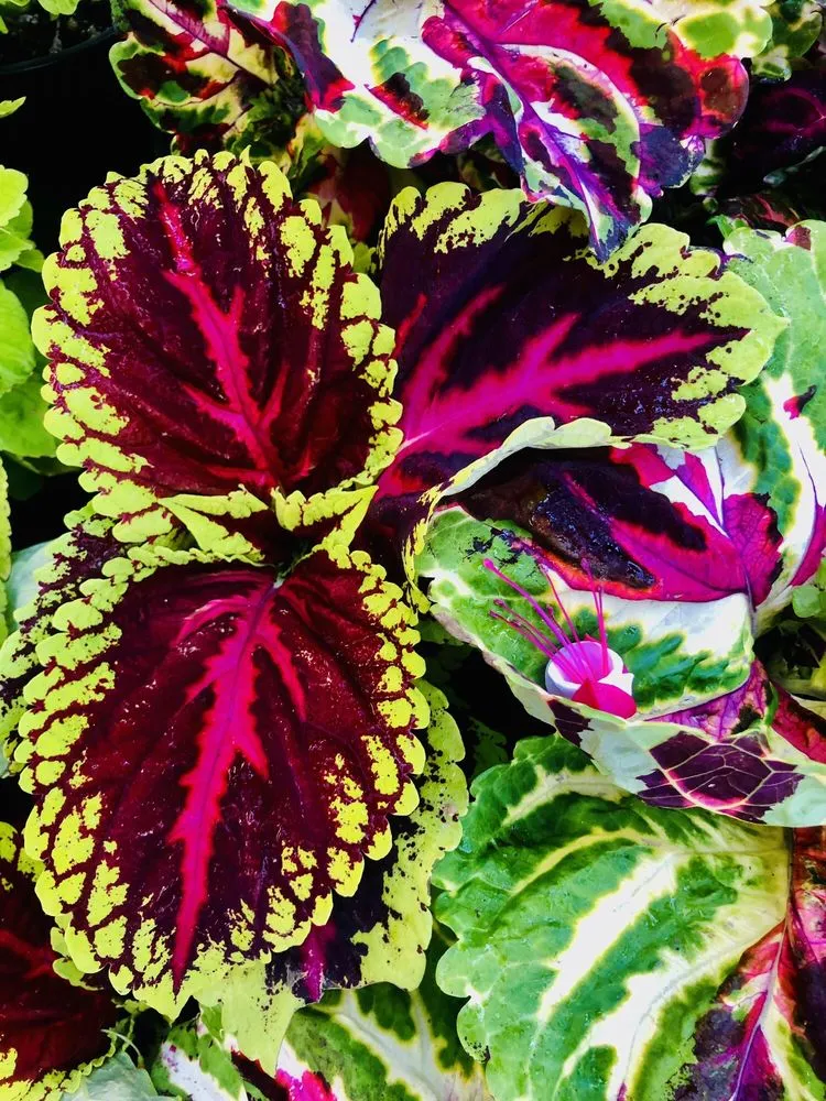 Custom landscaping services experts serving El Cajon, CA - Armstrong Garden Centers