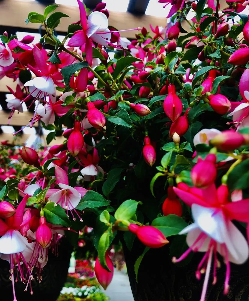 Expert landscaping services in El Cajon, CA - Armstrong Garden Centers