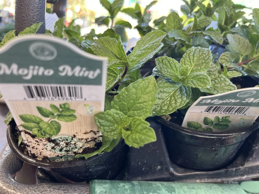 Affordable landscape design experts serving El Cajon, CA - Armstrong Garden Centers