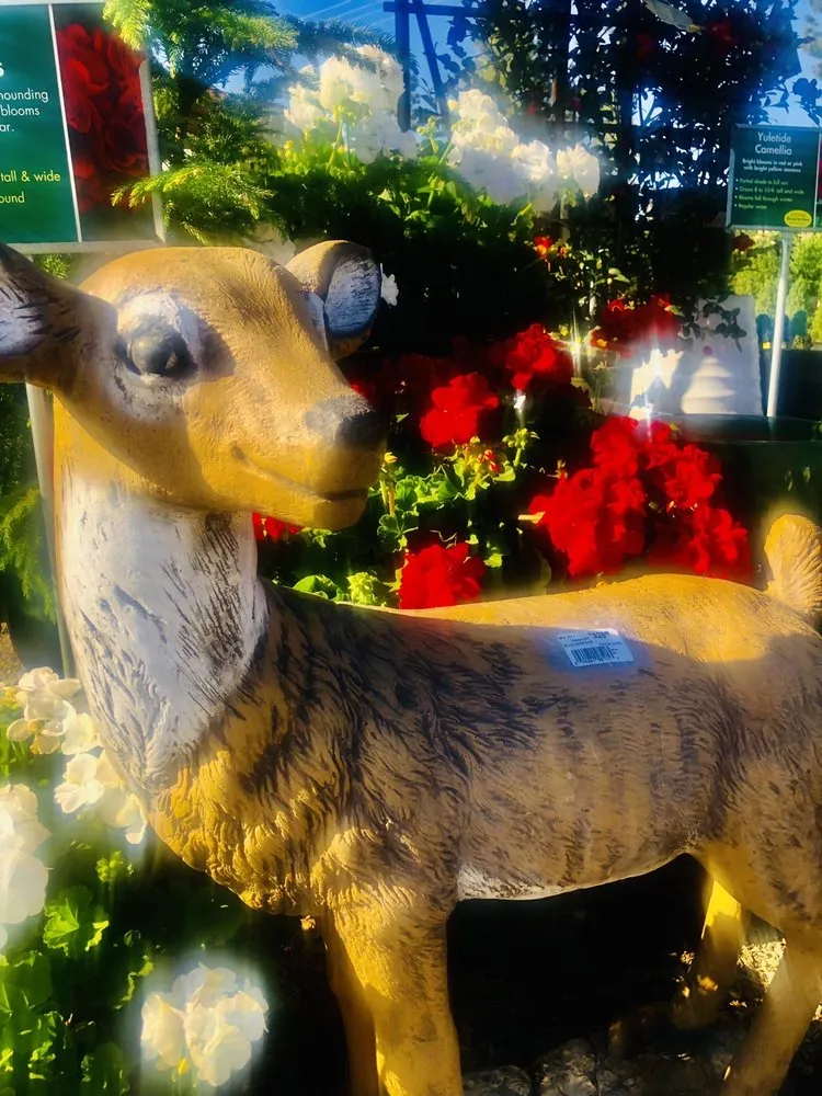 Professional lawn mowing service for beautiful yards in El Cajon, CA by Armstrong Garden Centers