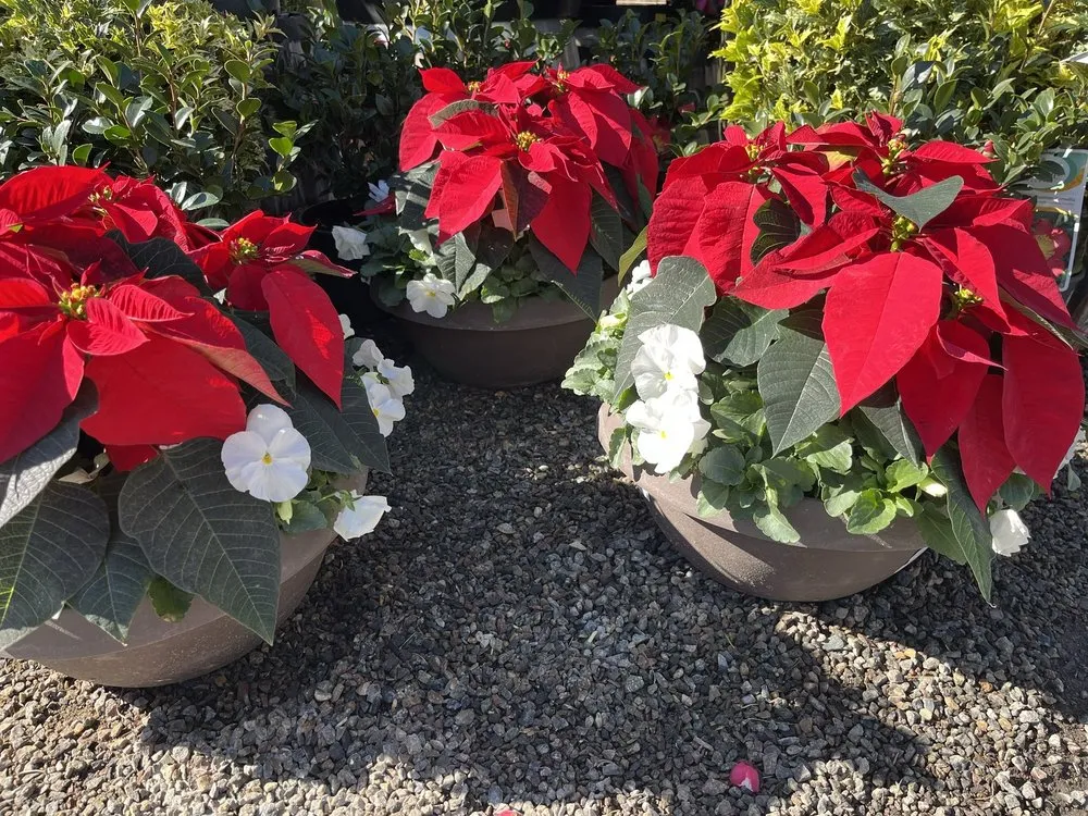 Reliable garden landscaping with custom design across El Cajon, CA - Armstrong Garden Centers