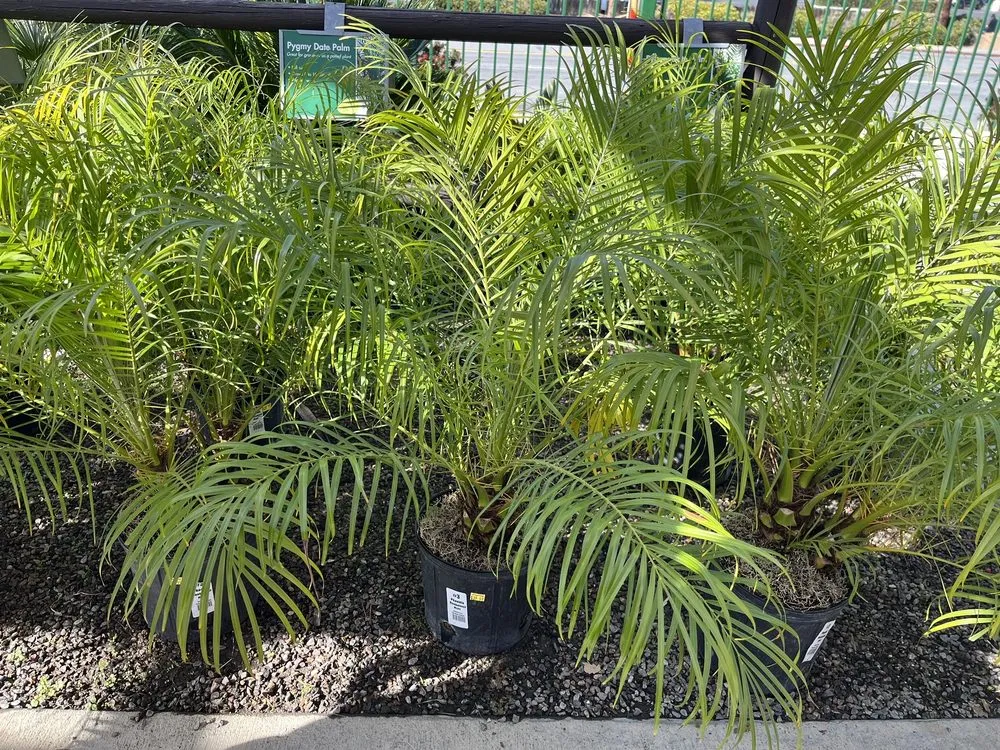 Custom yard maintenance with custom design in El Cajon, CA by Armstrong Garden Centers