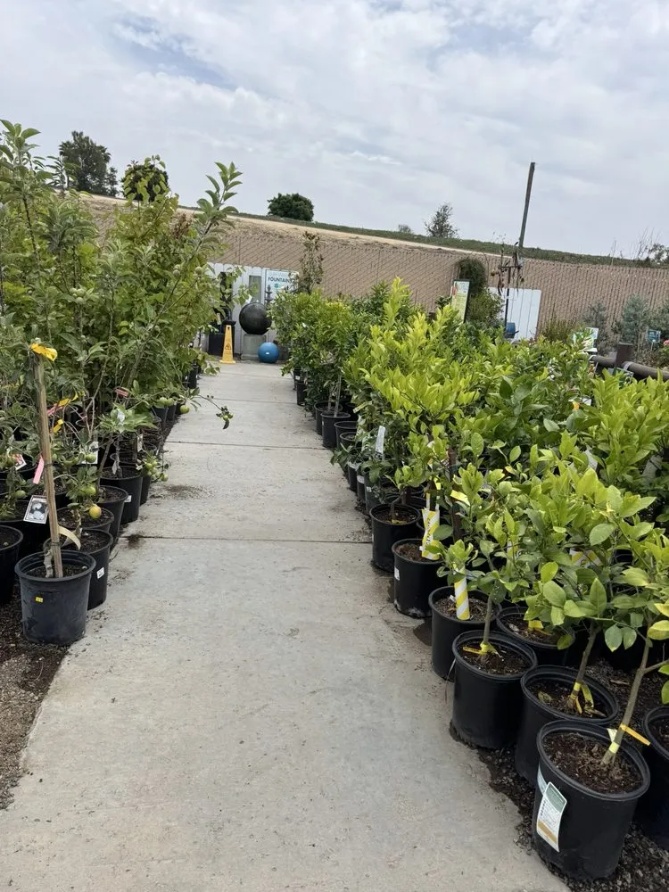 Expert yard maintenance for outdoor upgrades in El Cajon, CA by Armstrong Garden Centers