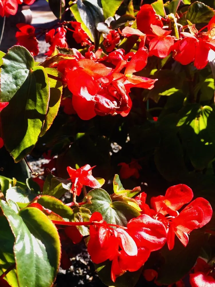 Professional lawn care service in El Cajon, CA by Armstrong Garden Centers