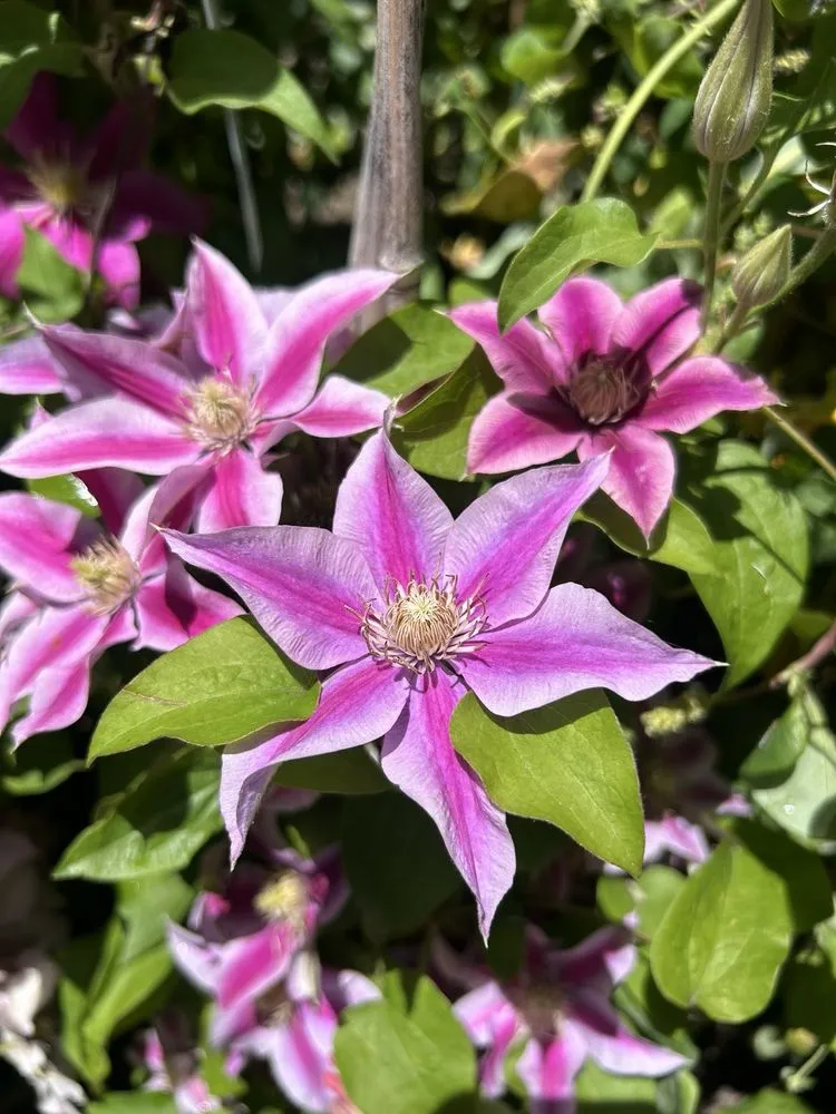 Custom lawn mowing service in Encinitas, CA by Armstrong Garden Centers