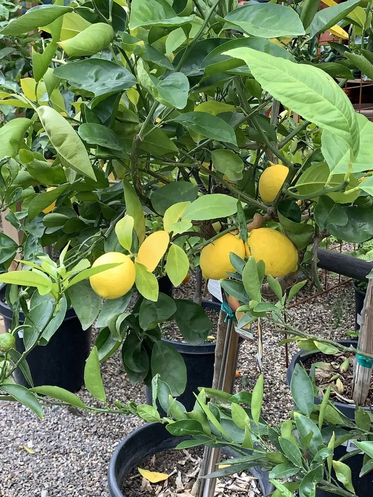 Reliable landscape installation experts serving Encinitas, CA - Armstrong Garden Centers