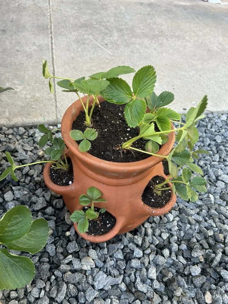 Top-rated yard cleanup service for beautiful yards across Encinitas, CA - Armstrong Garden Centers