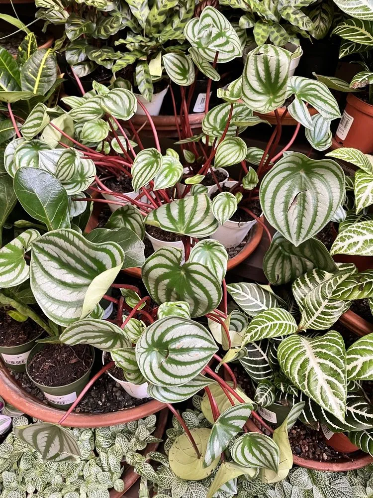 Local yard maintenance in Glendale, CA by Armstrong Garden Centers