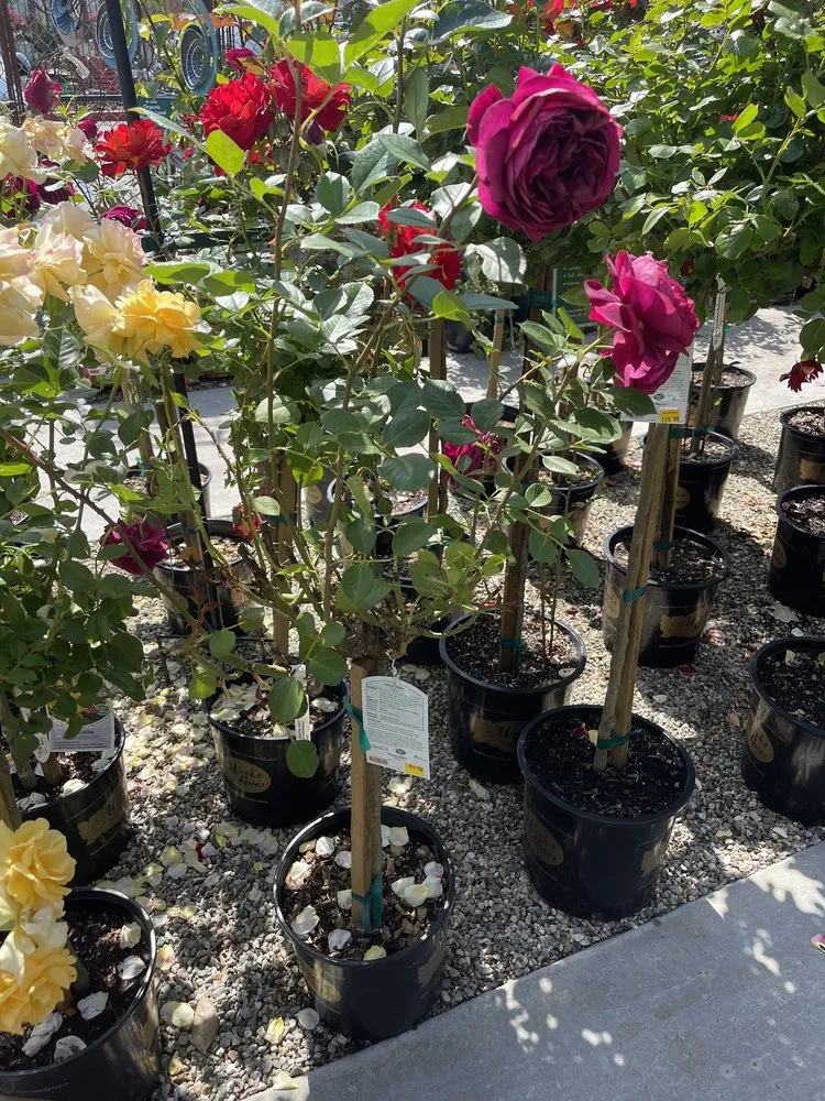 Reliable lawn care service for residential properties across Glendale, CA - Armstrong Garden Centers