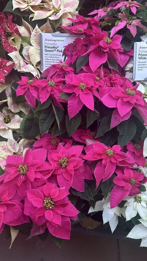 Top-rated outdoor landscaping for outdoor upgrades across Glendale, CA - Armstrong Garden Centers