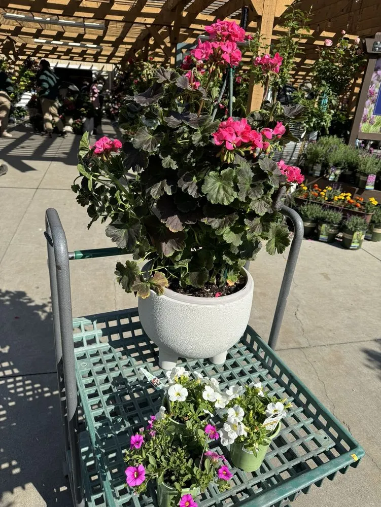 Local yard cleanup service near you in Glendale, CA by Armstrong Garden Centers