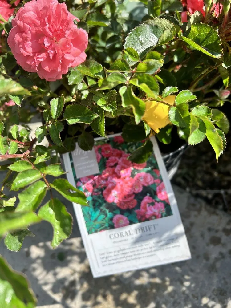 Custom yard maintenance in Glendale, CA - Armstrong Garden Centers