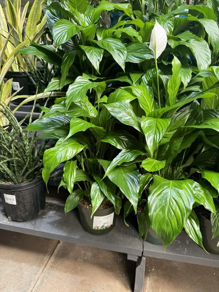 Top-rated yard maintenance for outdoor upgrades in Glendale, CA by Armstrong Garden Centers