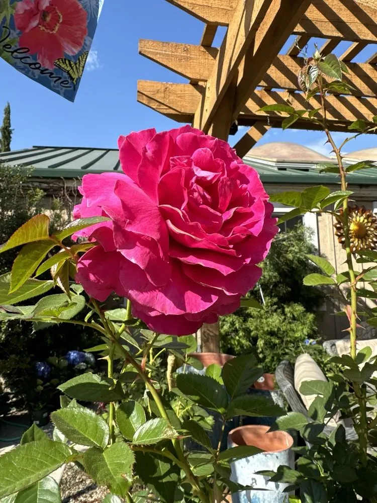 Custom lawn care service in Glendale, CA by Armstrong Garden Centers