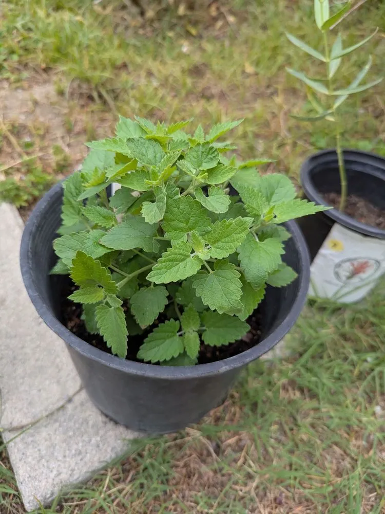 Top-rated lawn mowing service in Glendora, CA - Armstrong Garden Centers