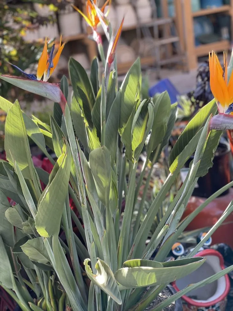 Custom yard cleanup service experts serving Glendora, CA - Armstrong Garden Centers