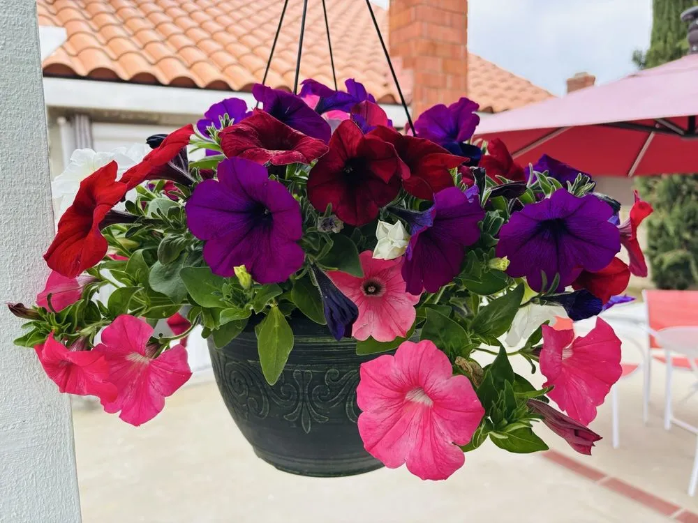 Local landscape design for homes across Glendora, CA - Armstrong Garden Centers