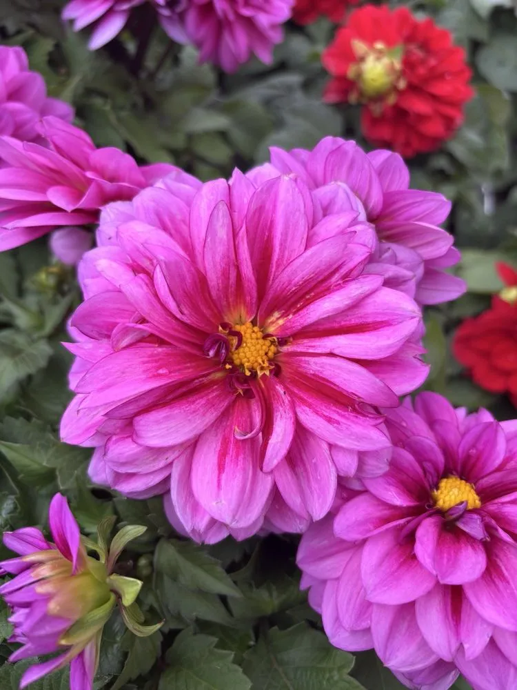 Trusted yard cleanup service for outdoor upgrades in Glendora, CA by Armstrong Garden Centers