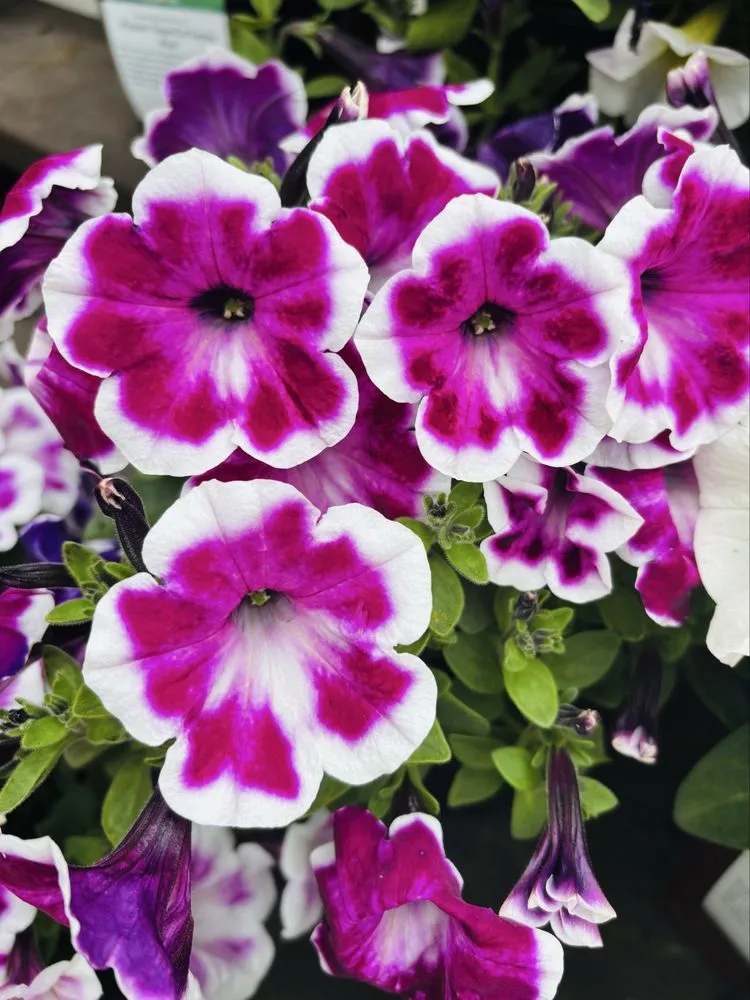 Reliable residential landscaping in Glendora, CA - Armstrong Garden Centers