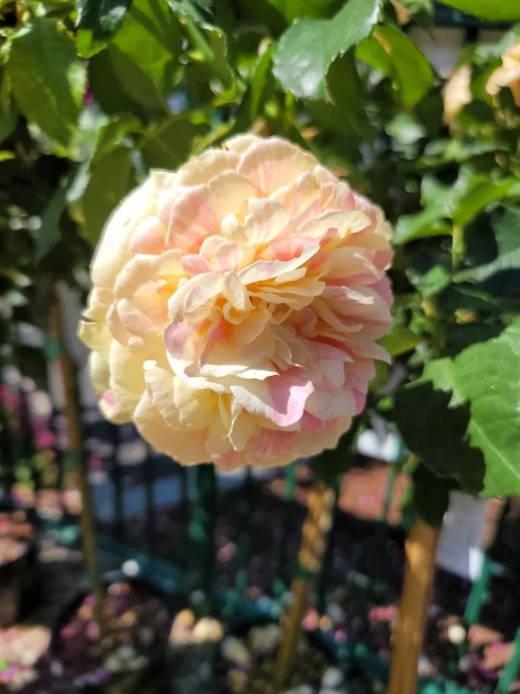 Local outdoor landscaping for residential properties in Glendora, CA by Armstrong Garden Centers