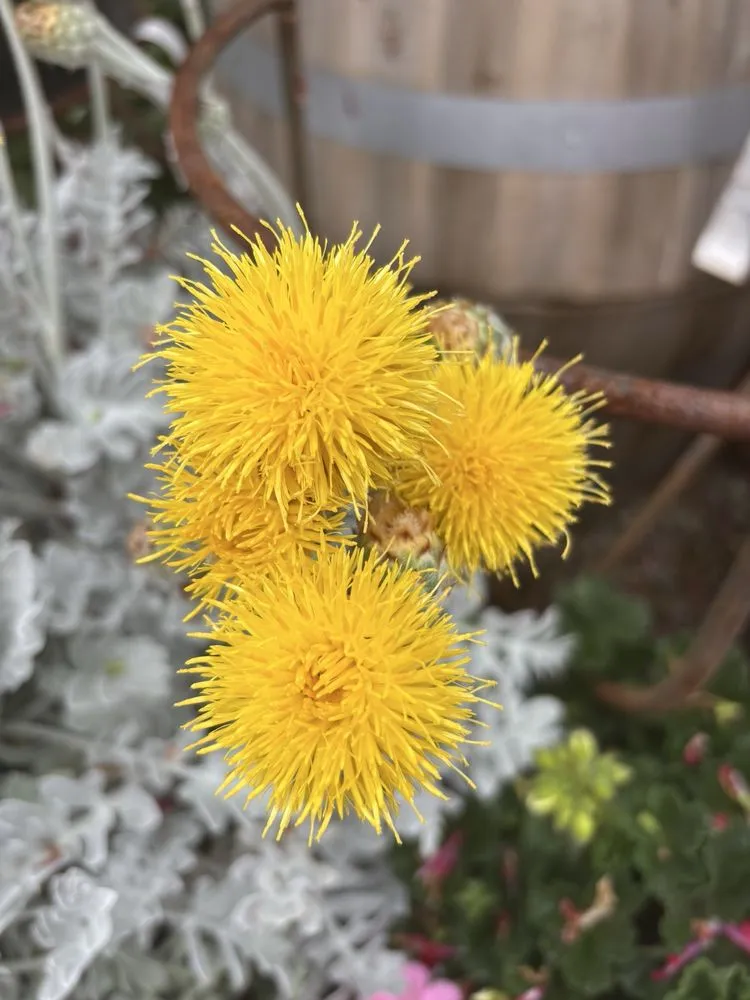 Reliable garden landscaping in Glendora, CA by Armstrong Garden Centers