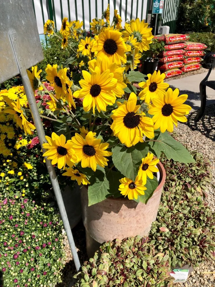 Professional landscape design near you in Glendora, CA by Armstrong Garden Centers