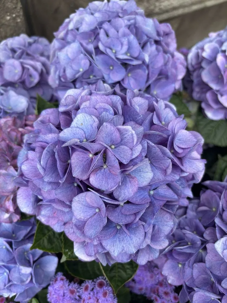 Affordable outdoor landscaping in Glendora, CA by Armstrong Garden Centers