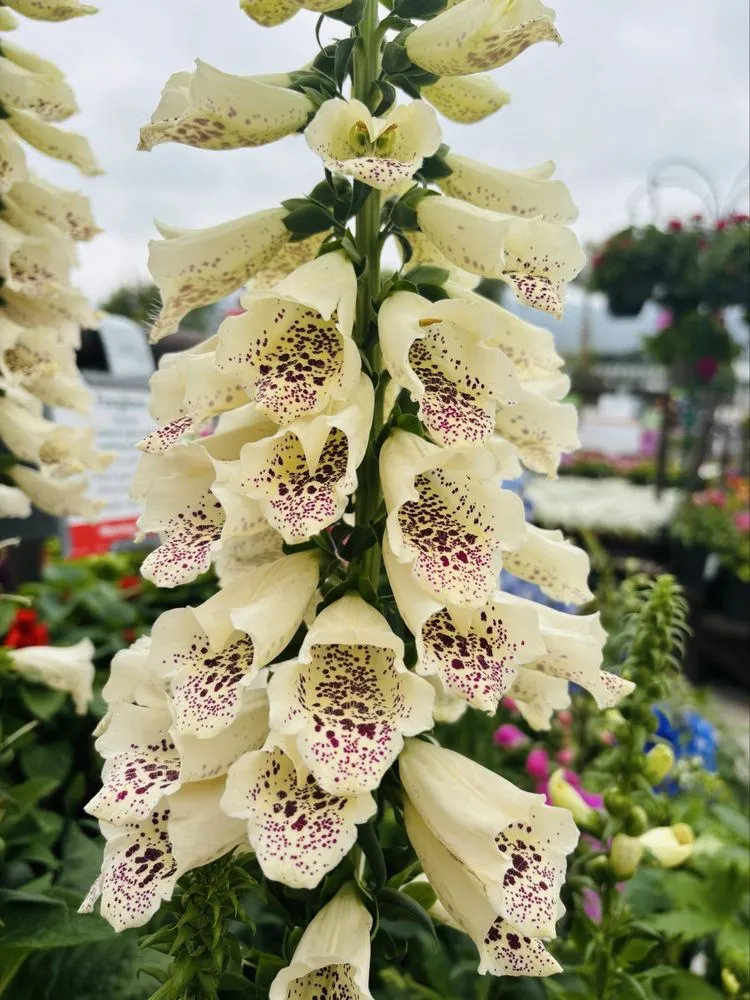 Top-rated yard cleanup service for residential properties across Glendora, CA - Armstrong Garden Centers