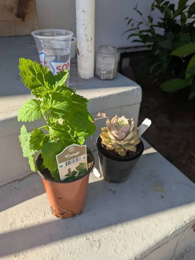 Professional landscaping services in Glendora, CA by Armstrong Garden Centers