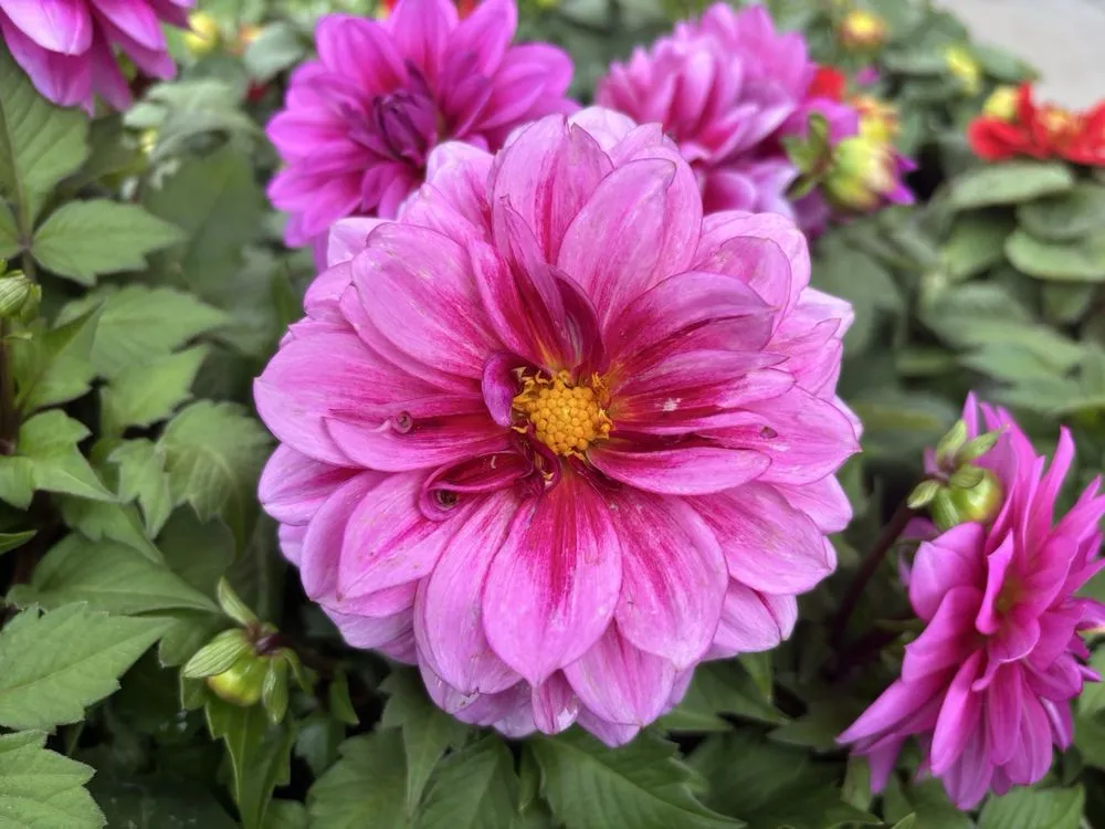 Local residential landscaping in Glendora, CA - Armstrong Garden Centers