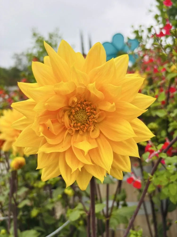 Reliable garden landscaping for beautiful yards across Glendora, CA - Armstrong Garden Centers