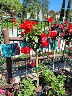 Armstrong Garden Centers Logo