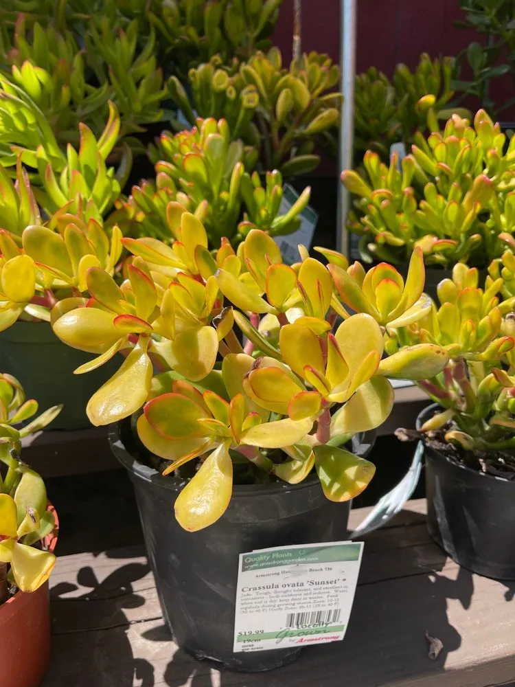 Trusted yard maintenance in Huntington Beach, CA - Armstrong Garden Centers