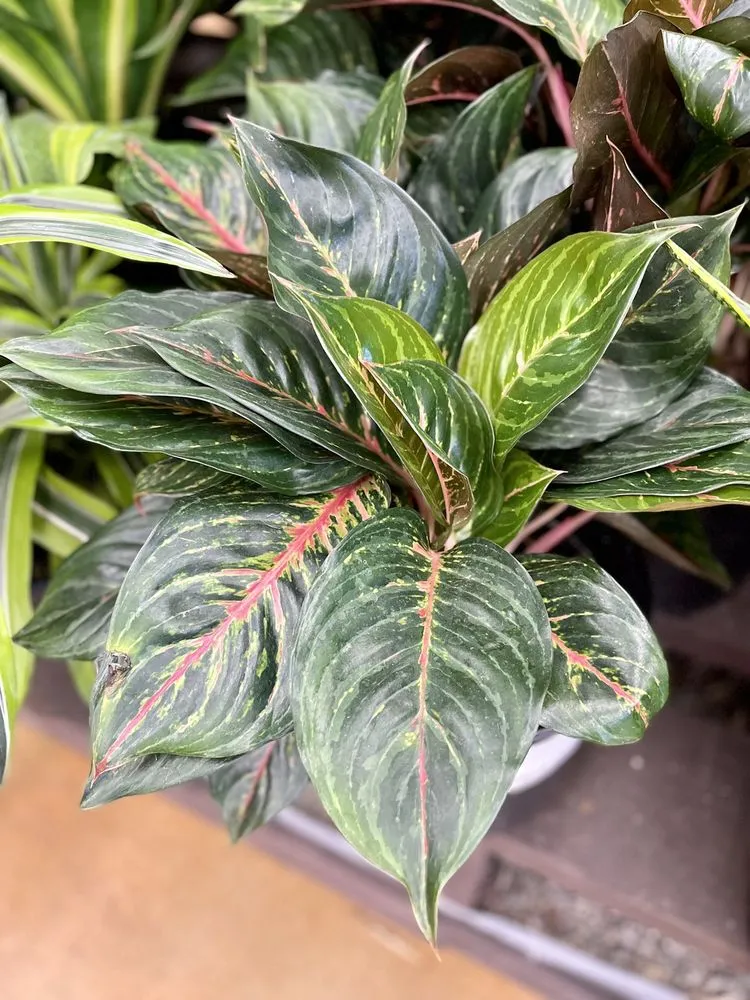 Affordable lawn care service in Huntington Beach, CA by Armstrong Garden Centers