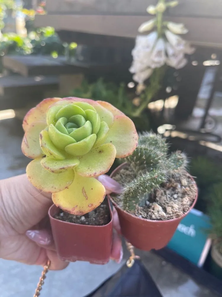 Trusted yard cleanup service for homes in Huntington Beach, CA by Armstrong Garden Centers