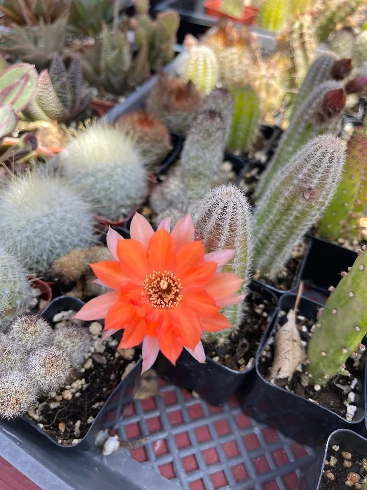 Trusted residential landscaping for year-round maintenance in Huntington Beach, CA by Armstrong Garden Centers