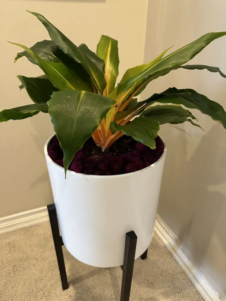 Affordable yard maintenance experts serving Huntington Beach, CA - Armstrong Garden Centers