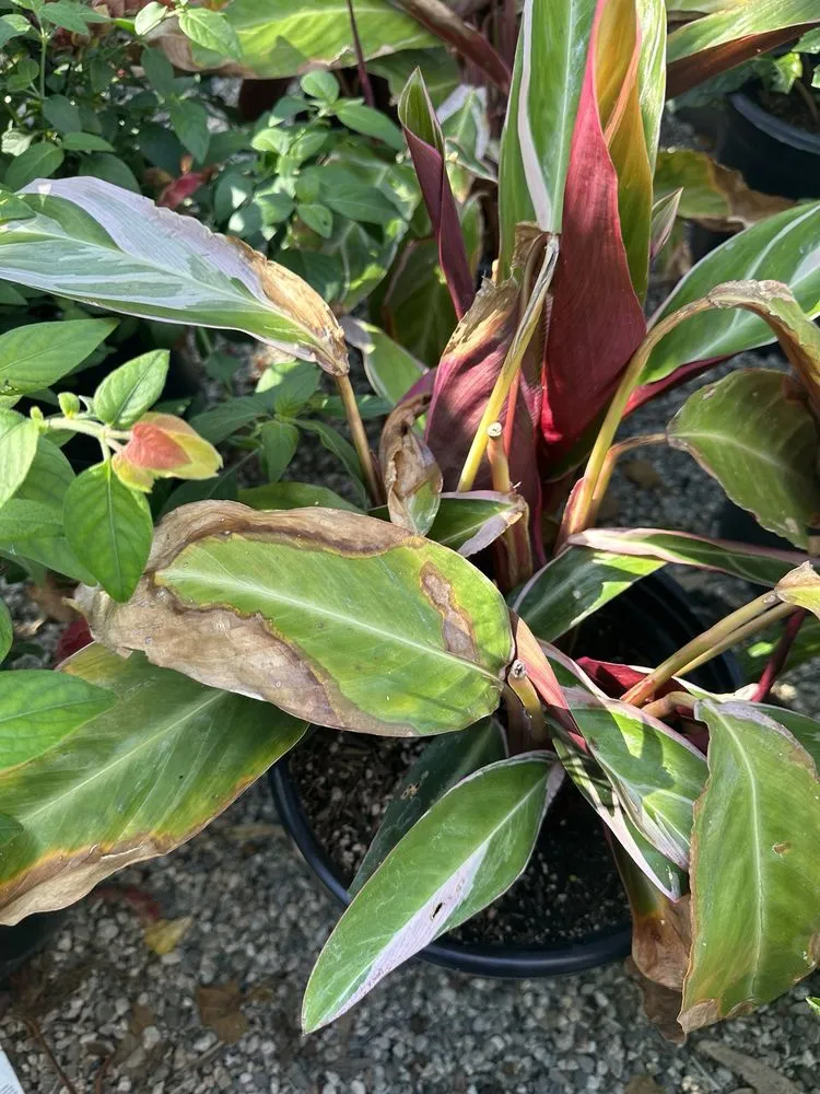 Local lawn mowing service for year-round maintenance across Huntington Beach, CA - Armstrong Garden Centers