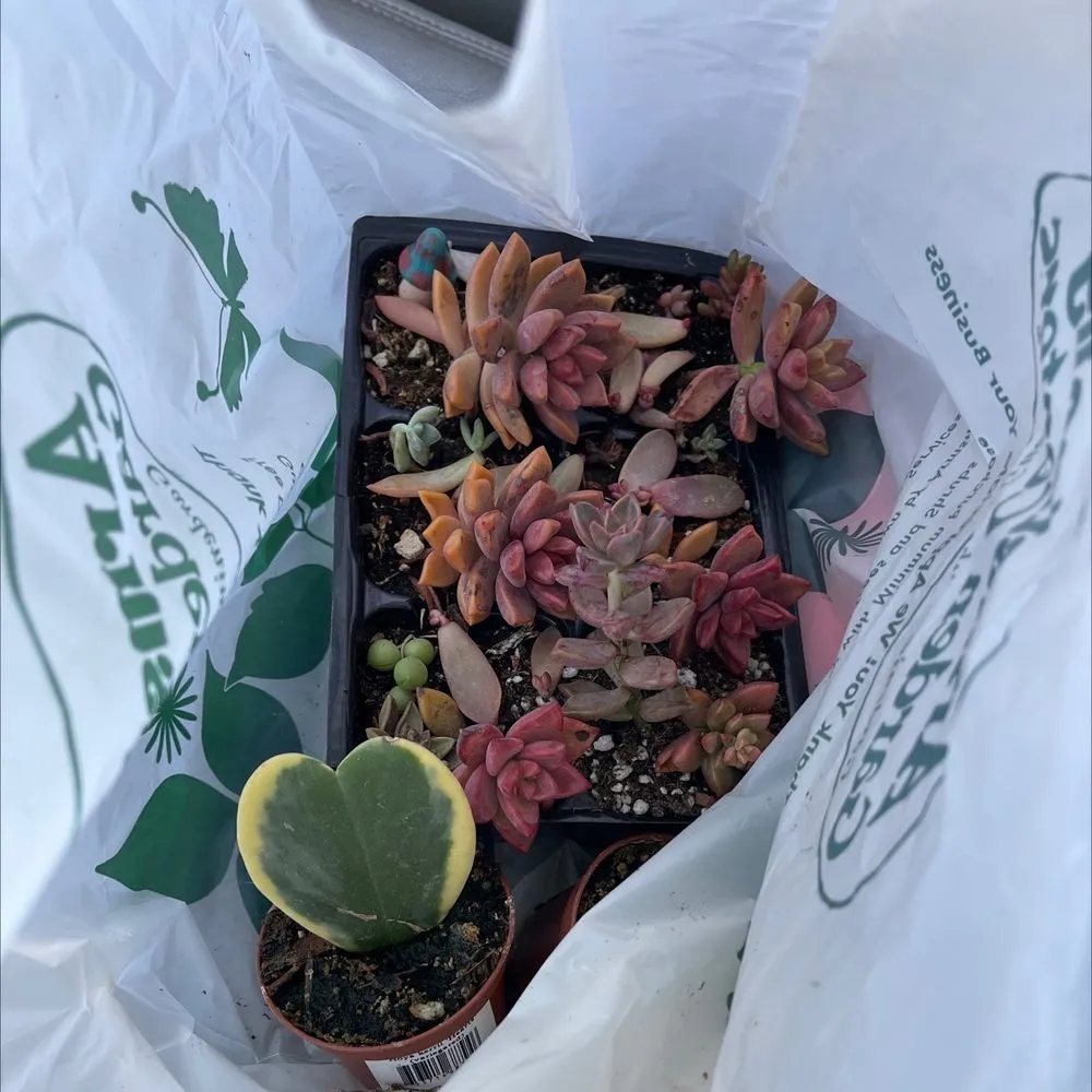 Trusted yard maintenance experts serving Huntington Beach, CA - Armstrong Garden Centers