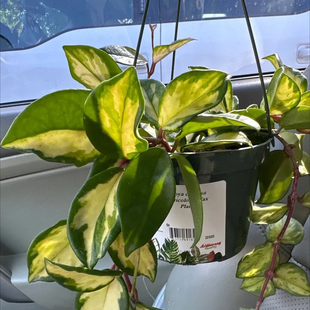 Custom lawn care service for outdoor upgrades across Huntington Beach, CA - Armstrong Garden Centers