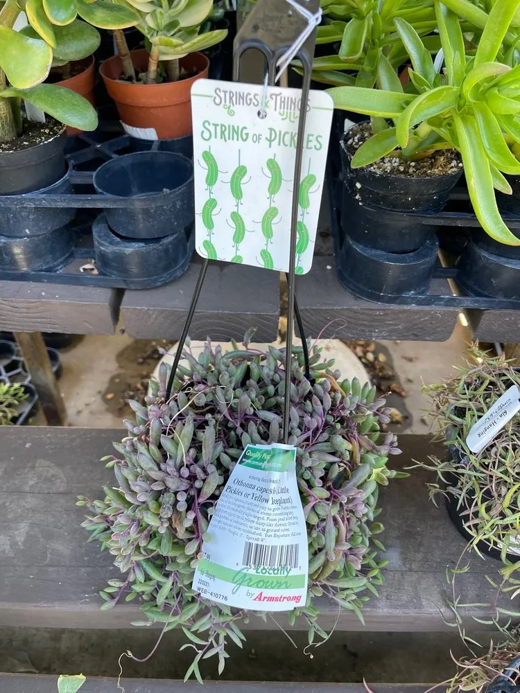 Reliable yard cleanup service in Huntington Beach, CA - Armstrong Garden Centers