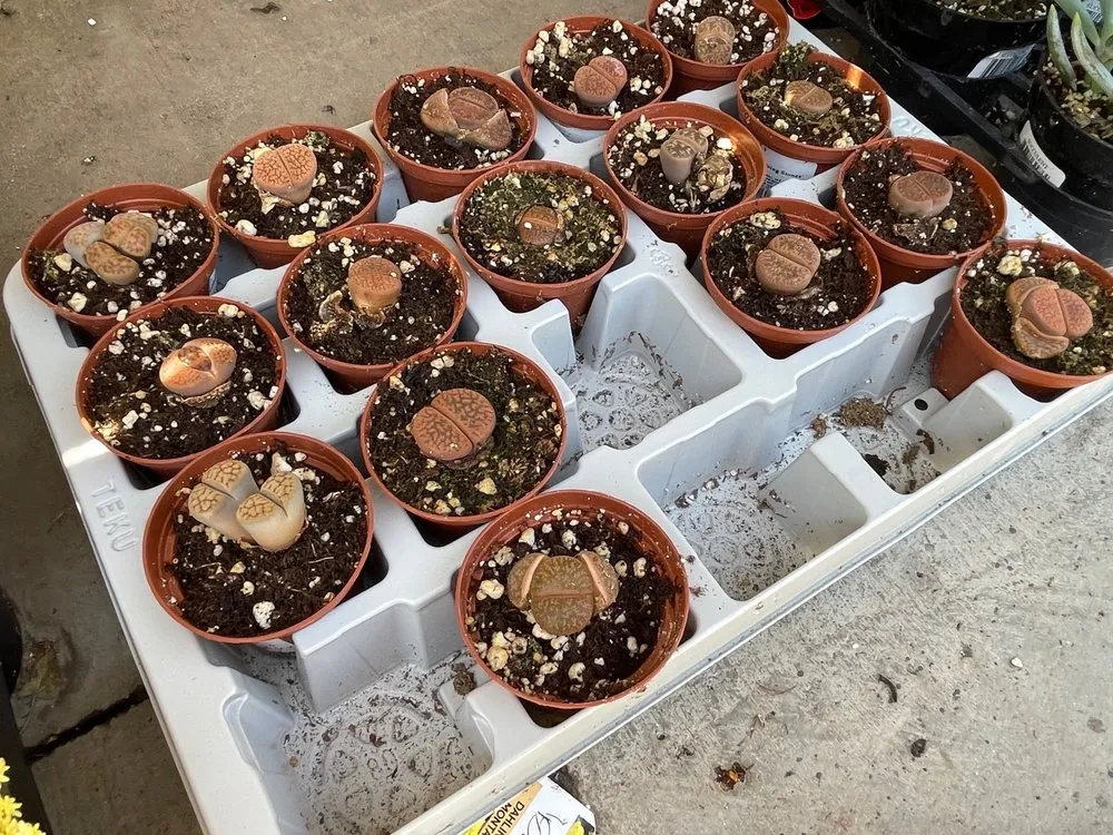 Professional lawn care service in Huntington Beach, CA by Armstrong Garden Centers