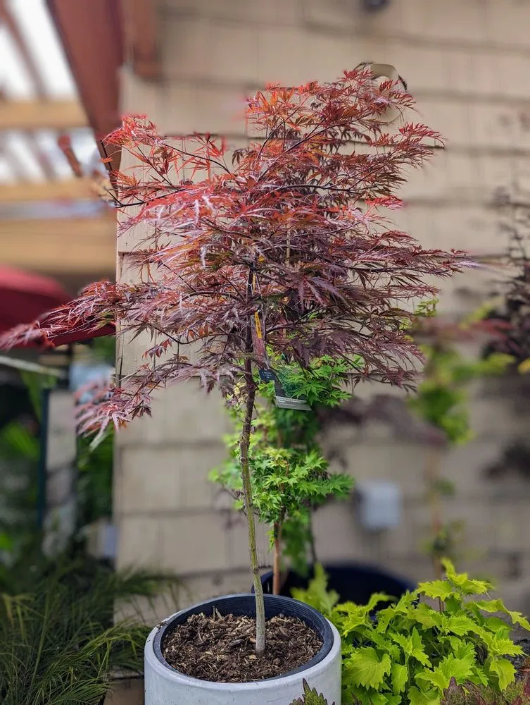 Local yard maintenance in La Canada Flintridge, CA - Armstrong Garden Centers