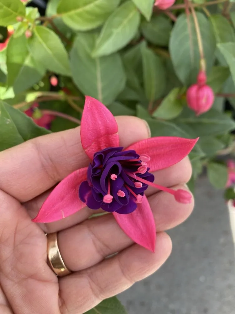 Professional landscape design in La Canada Flintridge, CA - Armstrong Garden Centers